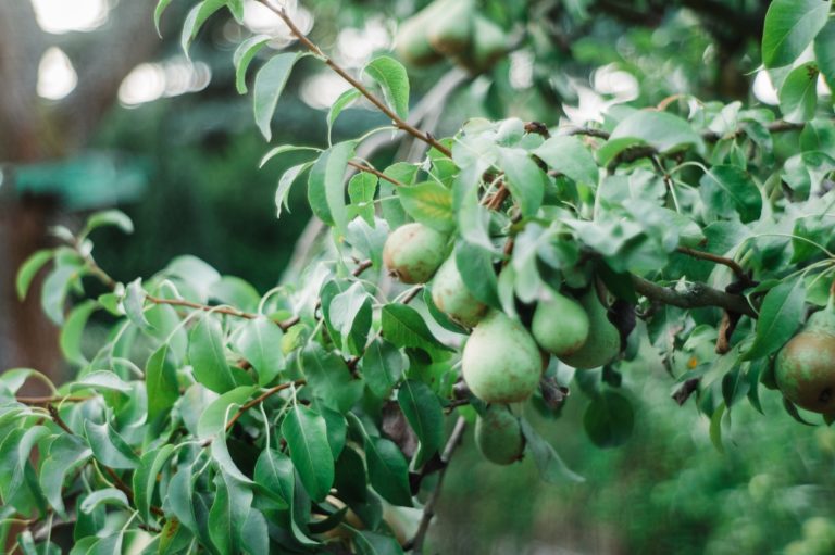 fig tree