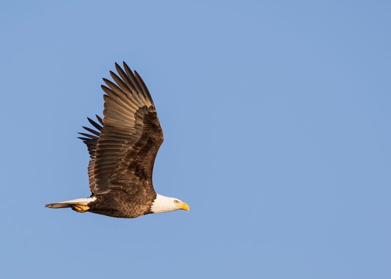 eagle in flight