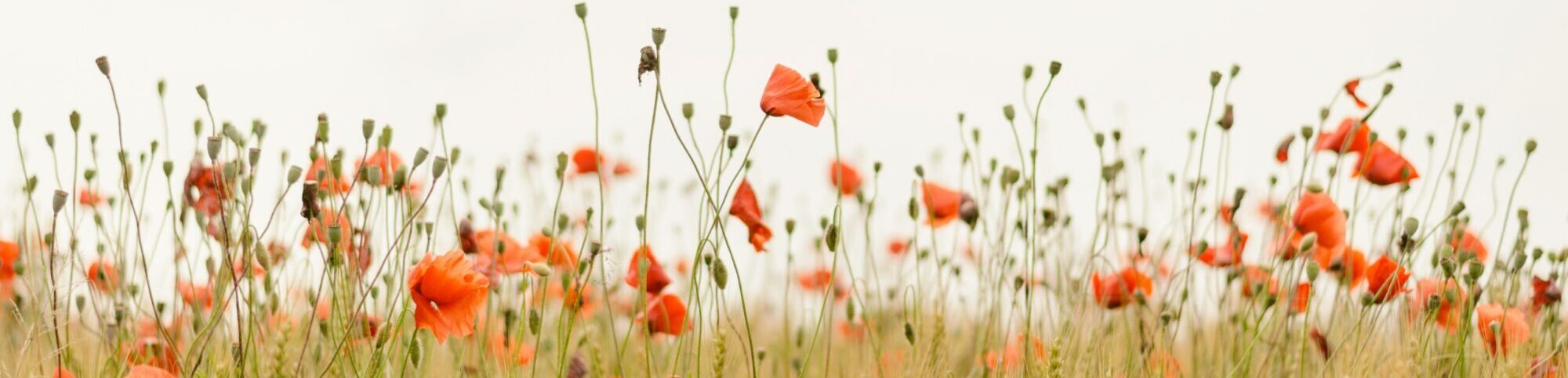 field of flowers